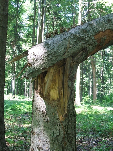 uroki  lasu