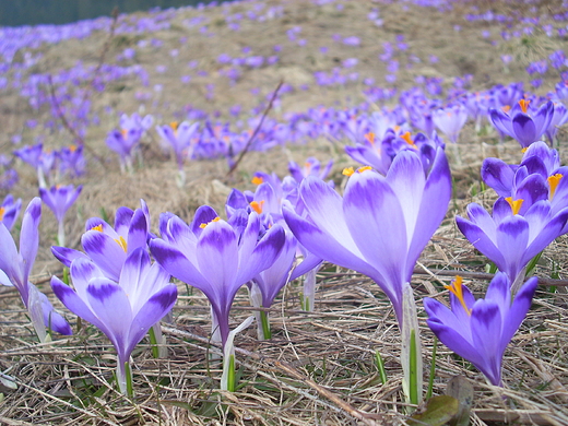 Krokusy