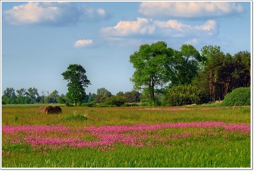 firletkowa Wielkopolska