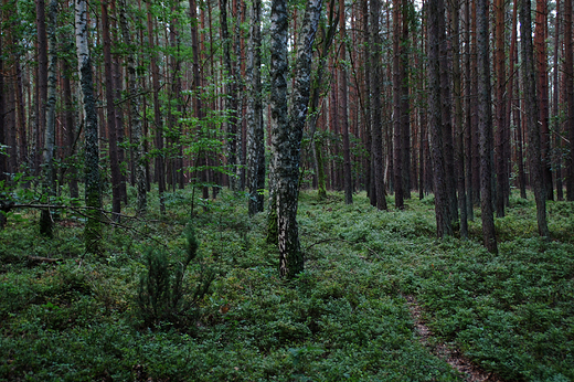 Midzyzdroje - Woliski Park Narodowy