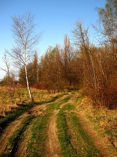 Park Zielona. Dbrowa Grnicza