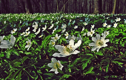 Park Zielona w Dbrowie Grniczej