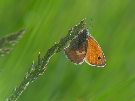 Strzpotek ruczajnik Coenonympha pamphilus