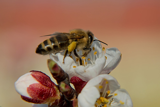 Pszczoa miodna Apis mellifera