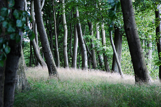 Midzyzdroje - Woliski Park Narodowy na Kawczej Grze