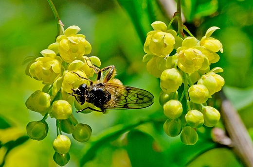 Pszczoa miodna na berberysie.