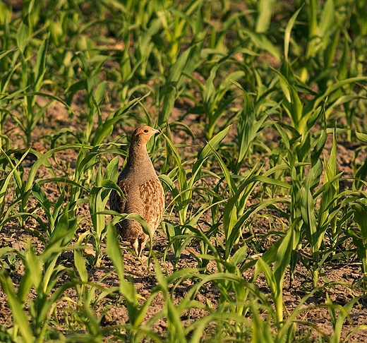 abuki. Kuropatwa