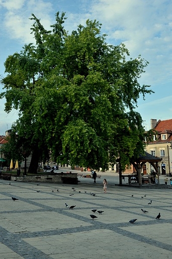 Rynek