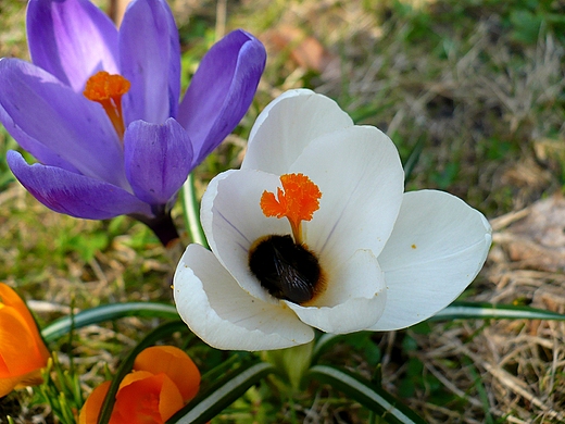 Krokusy