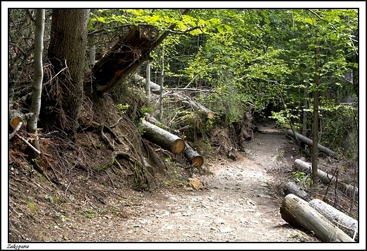 Zakopane -  idc Dolin Biaego ...