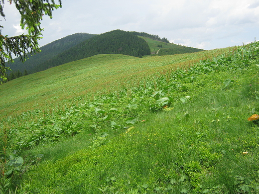 Romanka