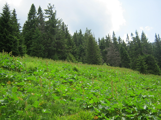 Beskidy