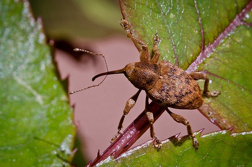 Curculio nucum - sonik orzechowiec.