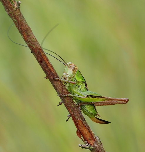 Podatczyn Roesela - Metrioptera roeseli