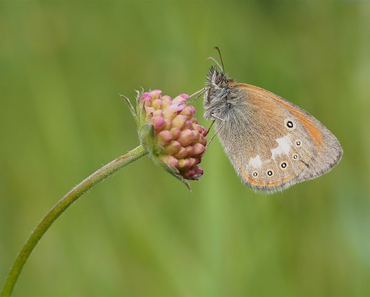 Strzpotek glicerion - Coenonympha glycerion