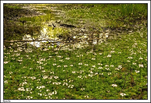 Rosocha - bagienne tereny puszczy Pyzdrskiej