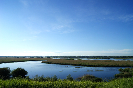 Narew