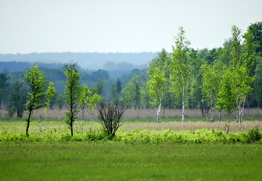 Biebrzaski  Park Narodowy