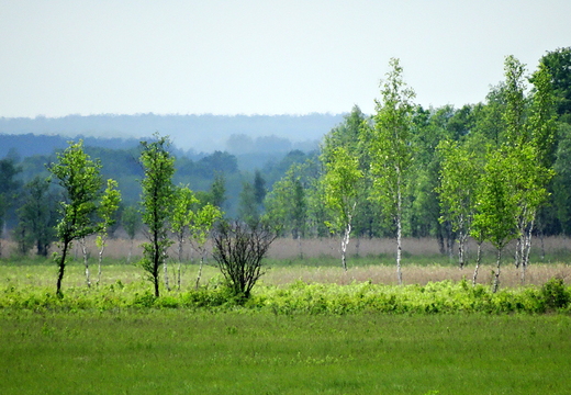 Biebrzaski  Park Narodowy