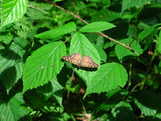 Osadnik egeria