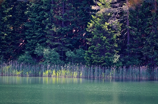 Jezioro Gałęziste w Wigierskim Parku Narodowym.