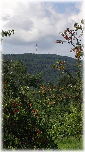 W czereniowym sadzie- widok na l