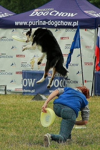 Zawody Dog Chow