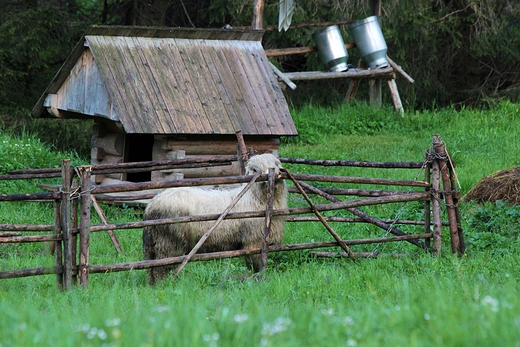 Taka zagrdka