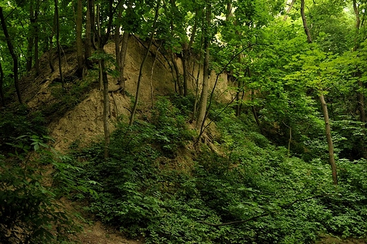 Wwz Krlowej Jadwidgi