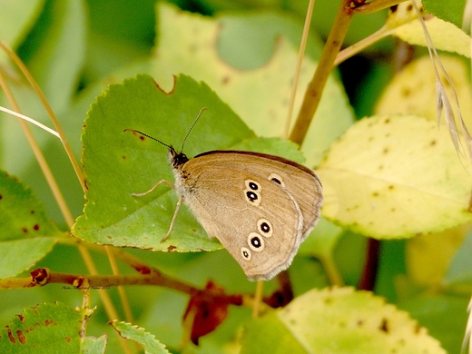 Motyl