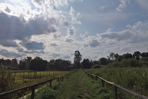 Przez bagna