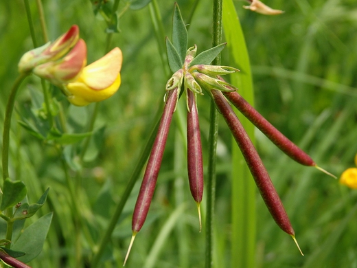 Lotus corniculatus