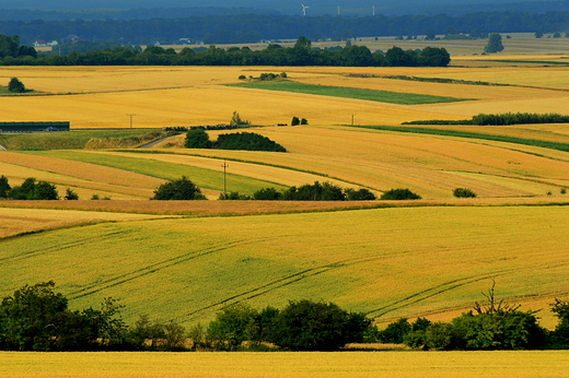 Czas zotych pl..