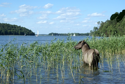 Jezioro Bedany