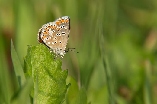 Modraszek agestis Aricia agestis