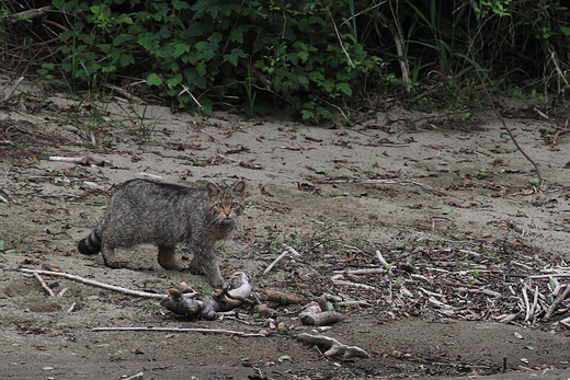 bik - Felis silvestris