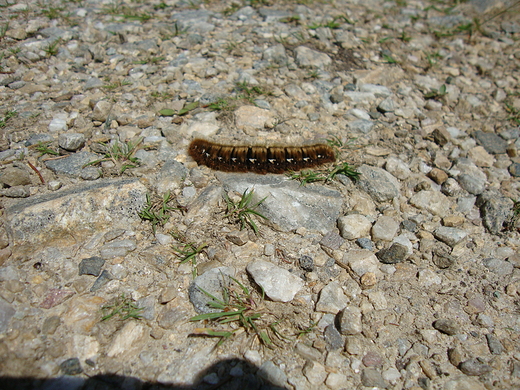 Kiedy to bdzie motyl...tylko jaki?