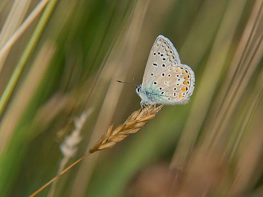 Modraszek ikar Polyommatus icarus