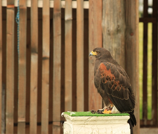 Harris Hawk  Myszoowiec Parabuteo unicinctus