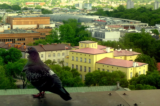 kolejne spojrzenie na Lublin