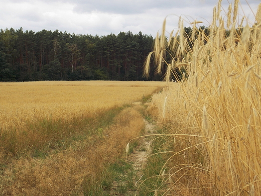 Szczypiorno. Polna droga.