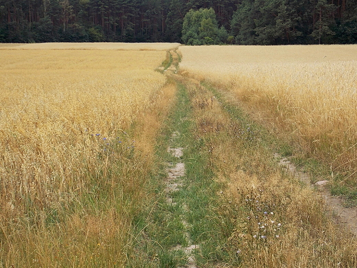 Szczypiorno. Polna droga.