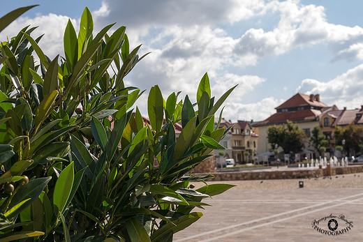 Olkuski rynek.