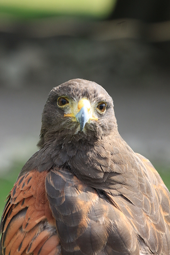 Harris Hawk - Myszoowiec Parabuteo unicinctus