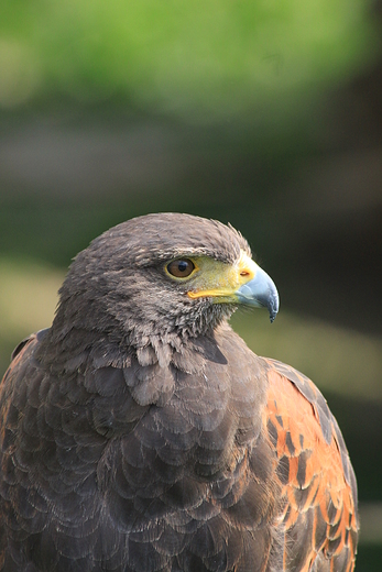 Harris Hawk - Myszoowiec Parabuteo unicinctus