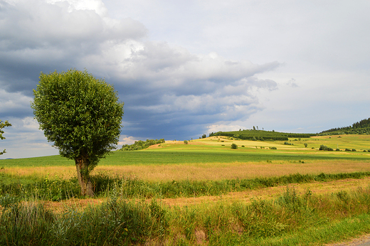 Paprotki - nad jeziorem Bukwka