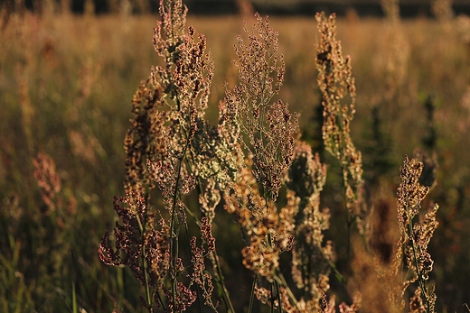 Wieczorem nad Bugiem