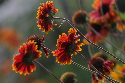 Rudbekii czas