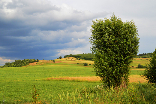 Paprotki - nad jeziorem Bukwka