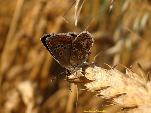 Modraszek agestis - Aricia agestis